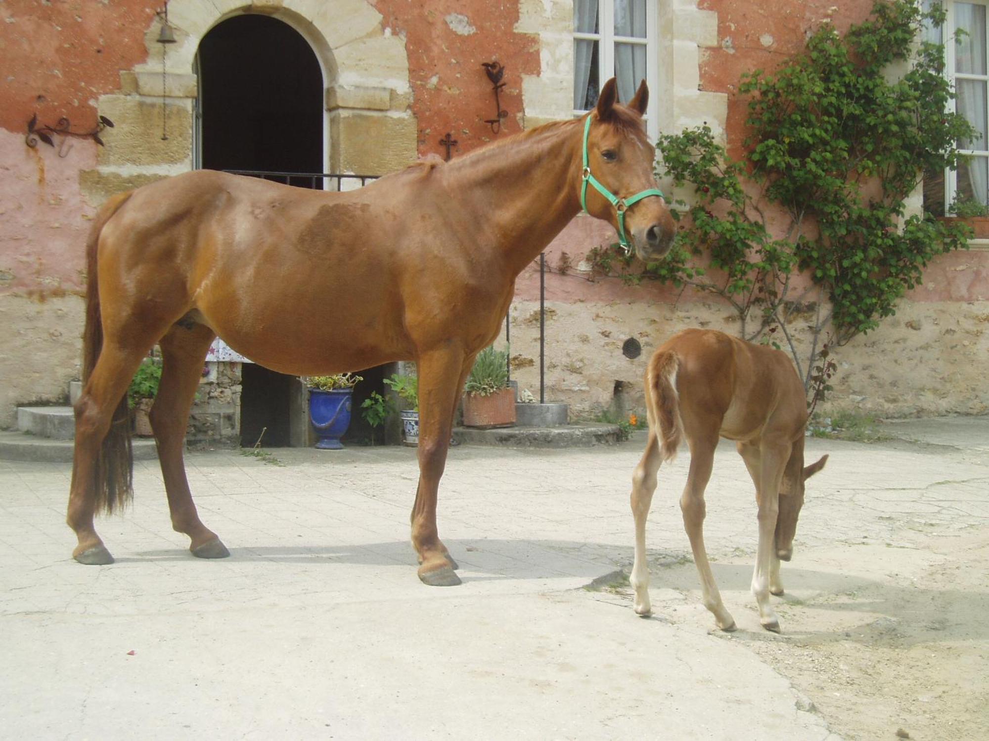 La Ferme Rose Bed & Breakfast Cergy Eksteriør bilde