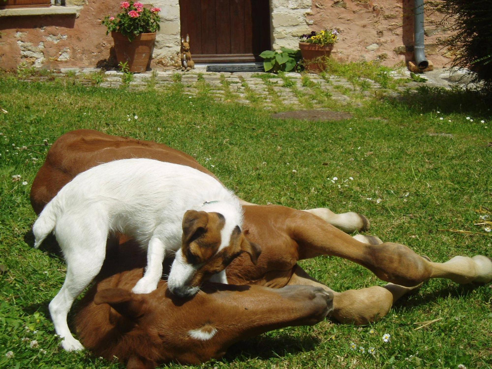La Ferme Rose Bed & Breakfast Cergy Eksteriør bilde